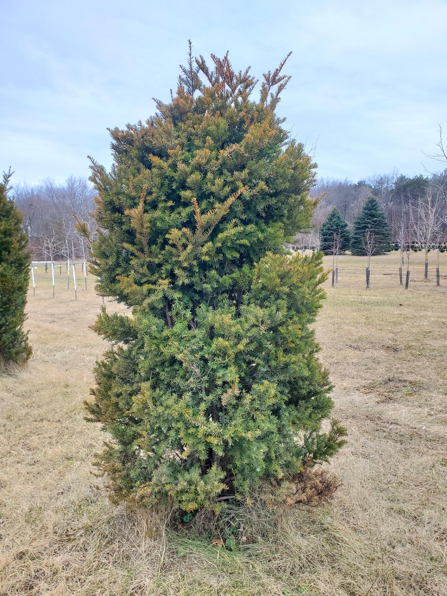 ‘Capitata’ Yew Paul Swartz Nursery