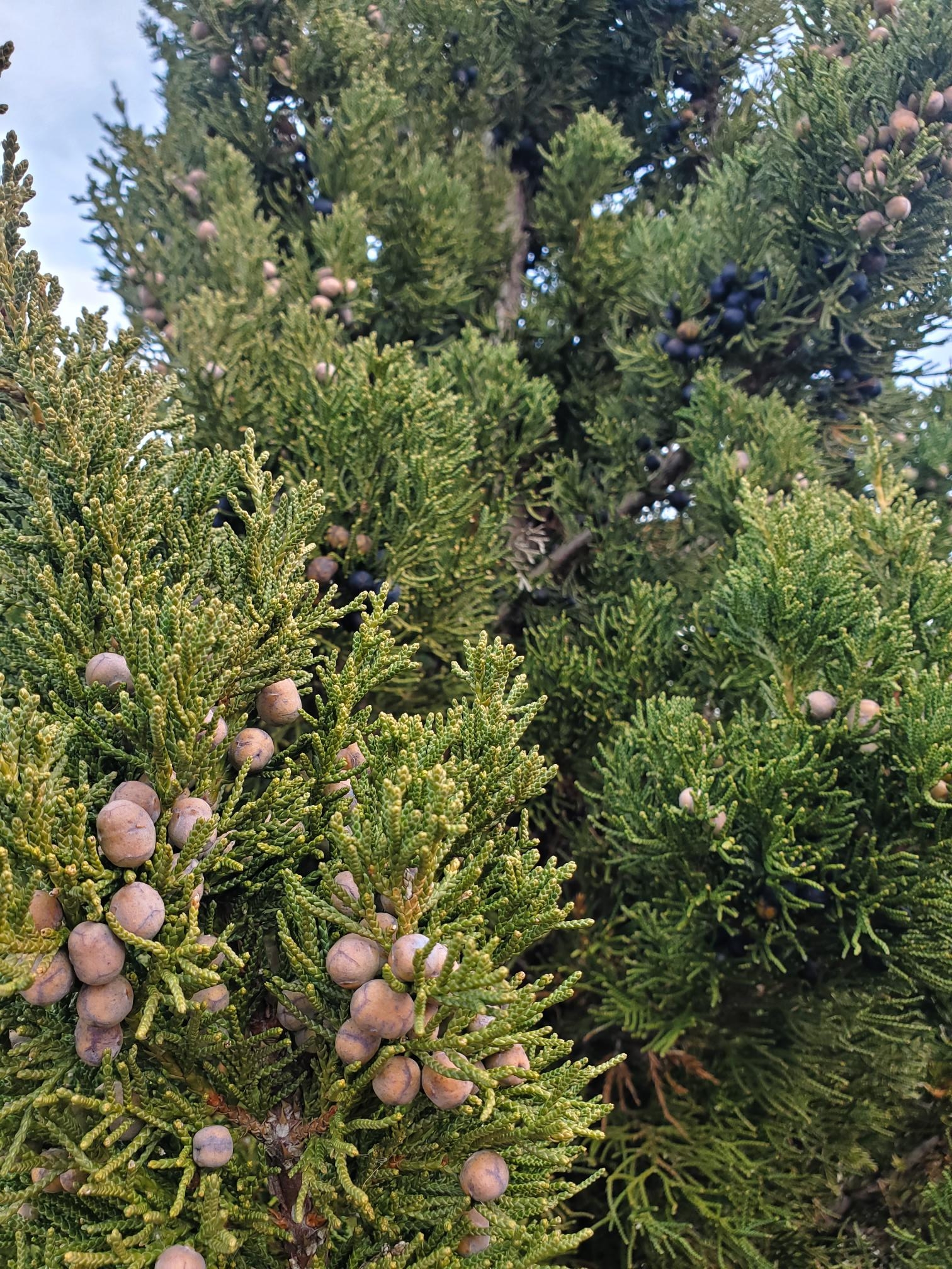 ‘Hooks’ Juniper Paul Swartz Nursery