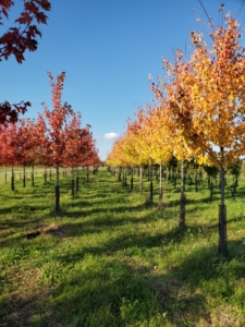 Fall Color